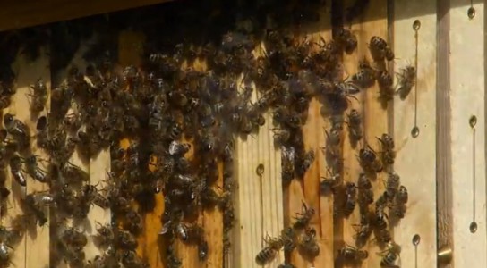 Streuobstwiese mit fleißigen Bienen